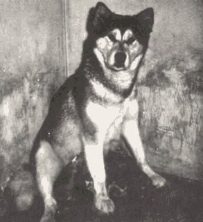 pup