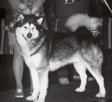 pup