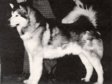 pup