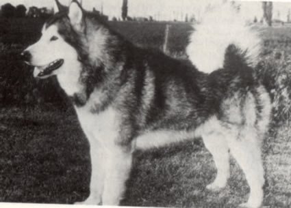 pup