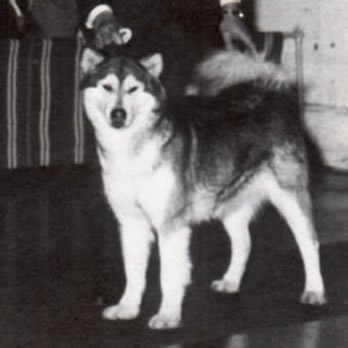 pup