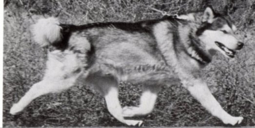 pup