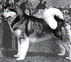 pup