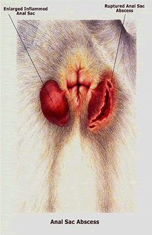 anal gland