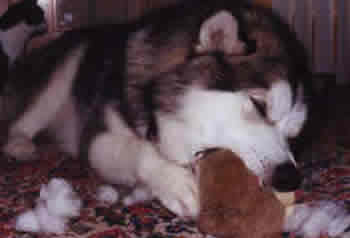 Frosty chewing up a brown toy