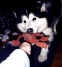 No, it's MINE (pulling on TAZ)