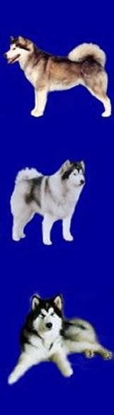 side banner with different Malamutes on it