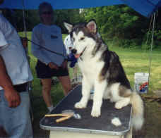 Holly sitting on the grooming table etting groomed