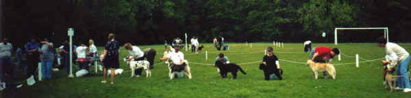 Holly at the dog show
