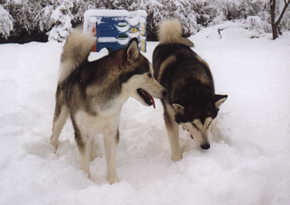 Holly & Hoover