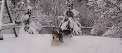 Chase me game in the snow