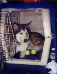 Hanging out at a benched show in her crate