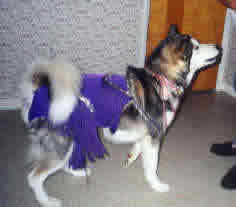I can DANCE (Holly in her dancing outfit -purple fringe)