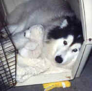 Homer lying in his crate
