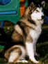 Nova sitting