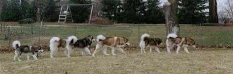 the pack hunting together