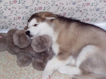 Baby Riggs snuggles on his stuffed hippo