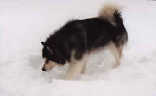 Shadow sniffing around