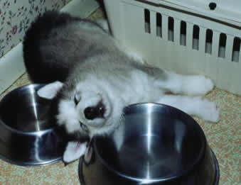 How can that be comfortable - puppy lying between two water dishes - on the dishes
