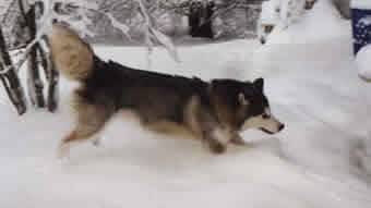 Star dives into the snow