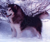 Gracie's Dad - Ch Glacier's Weather the Storm