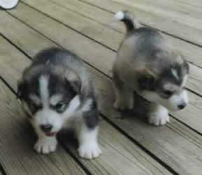 Hoover & Nova as little tykes