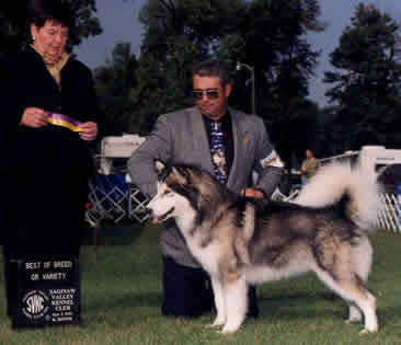 Nova at a dog show being judged