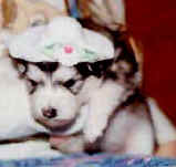 Puppy torture - wearing a cute hat - puppy has very serious look on face