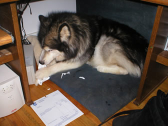 My Document Shredder-Shadow
