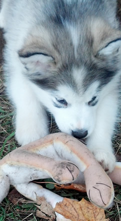 pup