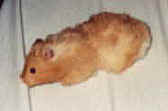 Etch: brown, long fur in places, round black eyes and very sweet