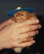 Hamster with Barbie hat on