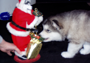 Eat the little malamute santa claus