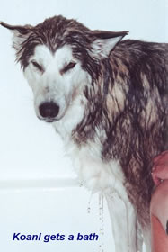 I am NOT happy!!! a soggy wet Koani in the bathtub