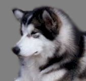 pup