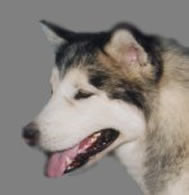 pup