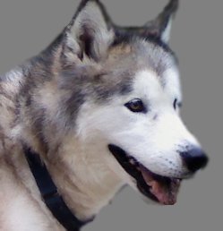 pup