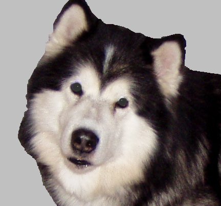 pup