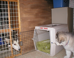 peeking at mom through the baby gate