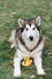 Hoover and his ducky