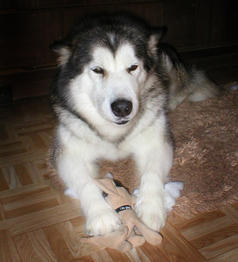 Sleepy face - eyes almost closing after destroying the taco bell dog toy