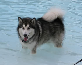 Kiska in the pool