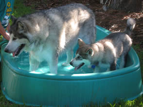 Koani & Shadow in the pool