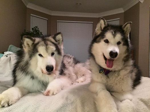 kobuk and kiska