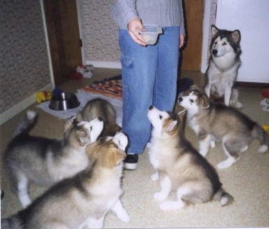 Last minute mooching lessons as Colleen eats in the kitchen with puppies all around