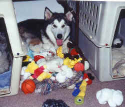 Holly has ALL the toys in a pile