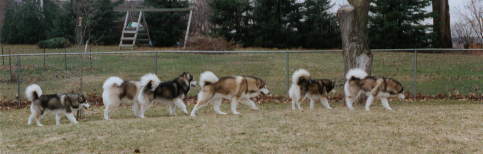 all of our dogs - Penny, Homer, Shadow, Hoover, Nova and Star hunting together in the back yard