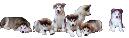 7 puppies