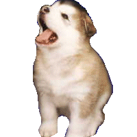 Puppy howling