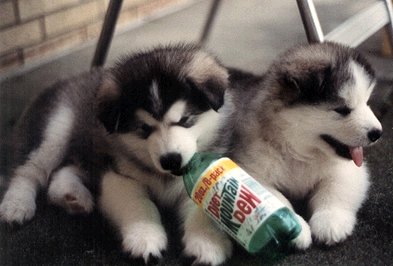 Shadow and Tova
